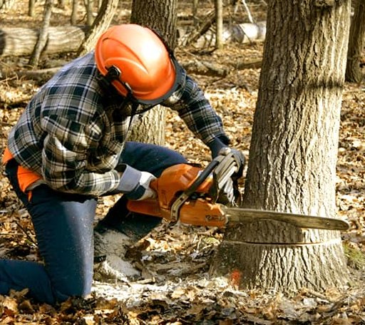 Tree Removal in Fincastle, VA